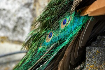 Closeup of a Peafowl's vibrant feathers