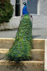 Obraz premium Vertical shot of the blue and green peafowl (Pavo cristatus) with beautiful tail looking aside