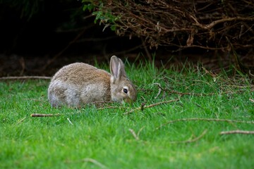 Cute, fluffy rabbit (Oryctolagus cuniculus) on the green grass by the tree branches in the daytime