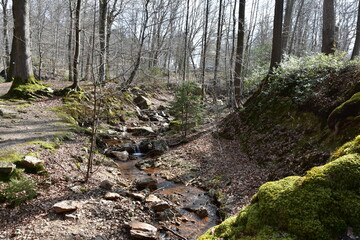 Natural landscape view of a forest with tall trees and a small stream
