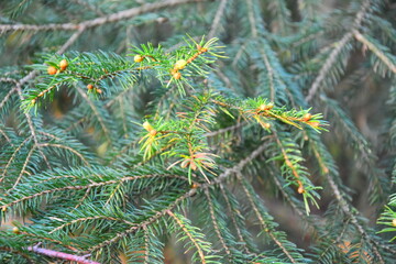 Closeup shot of green spruce leaves