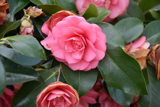 Beautiful vibrant pink Japanese Camellia flowers