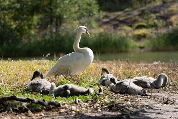 Closeup shot of a white mute swan standing near the shore with her cygnets in the daylight