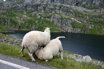 Closeup of a sheep feeding another sheep on the bank of a lake in Norway