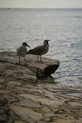 Vertical shot of seagulls perched on a rock near a lake