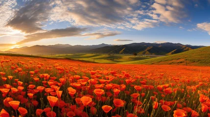 Fototapete Rund field of poppies and sky. © Shades3d