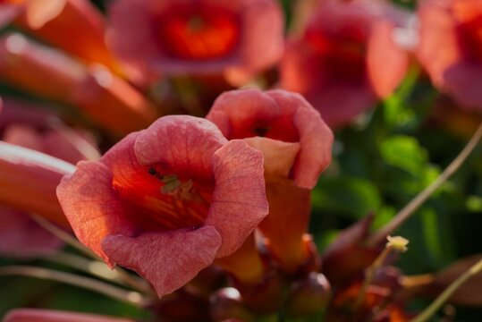 Closeup shot of blooming orange trumpet vines flowers
