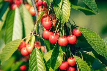 Branch of sweet cherry (Prunus avium) with ripe berries