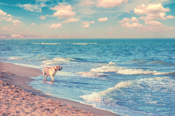 Yellow Labrador Retriever dog walking on the beach - obrazy, fototapety, plakaty