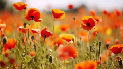 Fototapeten field of poppies and sky. © Shades3d