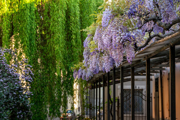 Spring time nature colors in Italy. Beautiful wisteria in flower. Udine, Friuli Venezia Giulia, Italy.