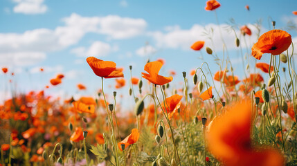 field of poppies and sky.