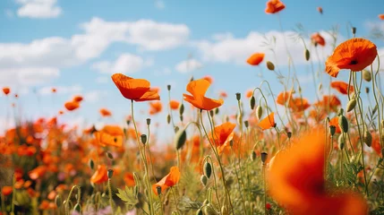 Fotobehang field of poppies and sky. © Shades3d