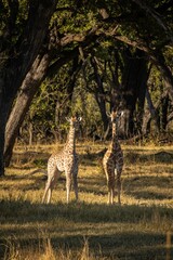 Vertical shot of giraffes in a forest