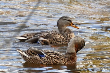 Closeup shot of Mallard ducks in a lake during the day