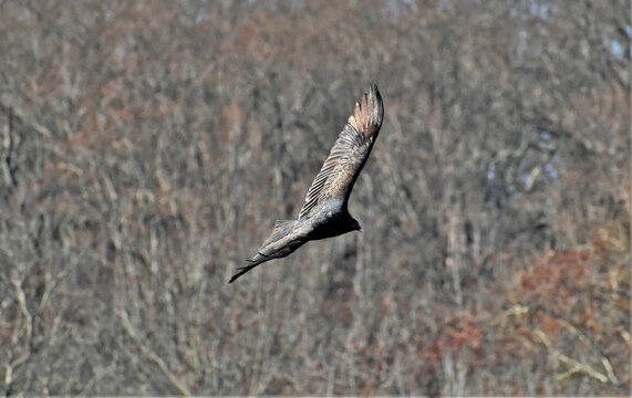 Beautiful shot of a Turkey vulture flying over a forest
