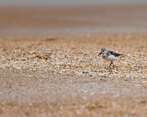 Ruddy turnstone bird on the beach of St Augustine, Florida, USA
