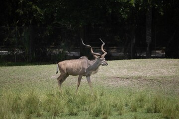 Lone Kudu walking on a field in St Augustine, Florida, USA