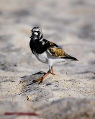 Vertical shot of a Ruddy turnstone bird on the beach of St Augustine, Florida, USA