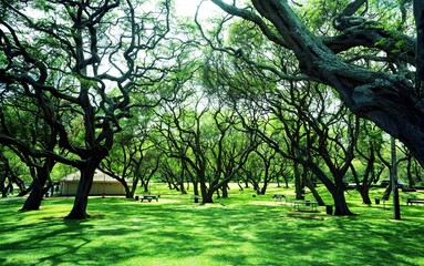 Beautiful garden with trees under the sunlight