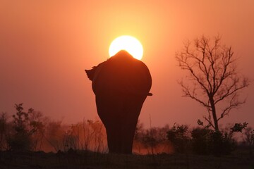 Silhouette shot of an elephant found roaming around in the wilderness during a sunset