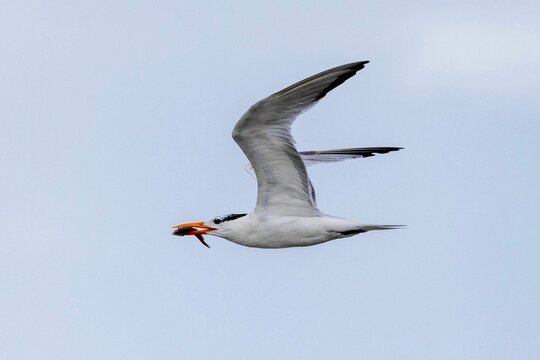 Flying seagull catches fish over the coast of St Augustine, Florida, USA