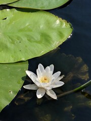 Vertical shot of white water lilies on a water pond with green leaves in sunny weather