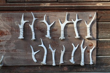 Top view of the exposed white antlers of deer demonstrated on a wooden
