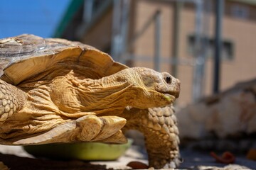 Closeup of a light brown sulcata tortoise standing in the street with its head turned aside