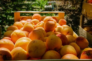 Freshly picked ripe apricots in wooden boxes during the autumn harvest, close-up