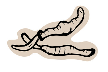 Cordyceps mushroom hand drawn illustration on white background. Edible mushroom icon. 