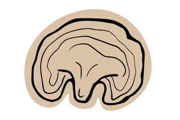 Reishi mushroom hand drawn illustration on white background. Edible mushroom icon. 