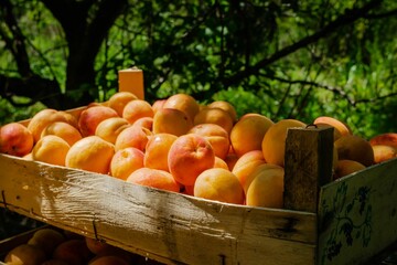 Freshly picked ripe apricots in wooden boxes during the autumn harvest, close-up