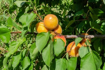 Ripe apricots under the sunlight during the autumn harvest, close-up