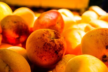 Freshly picked ripe apricots in wooden boxes during the autumn harvest, close-up