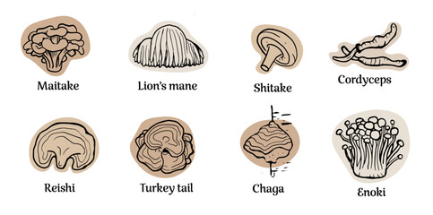 Set of hand drawn medicinal mushrooms with names on white background. Chaga, reishi, shitaki, cordyceps, turkey tail and lions mane mushroom illustration. 