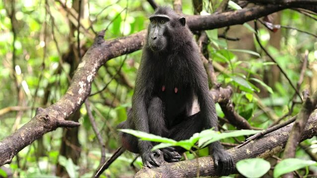 Portrait of sulawesi crested macaque, macaca nigra, black monkey in wild