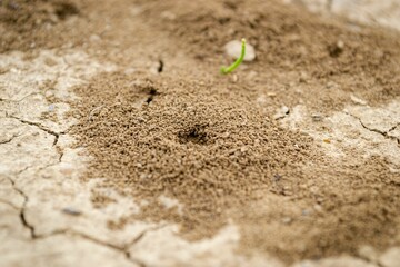Closeup shot of anthills in the ground