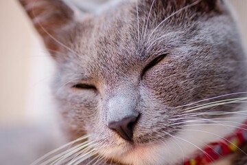 Closeup shot of a cute European Shorthair cat with its eyes closed
