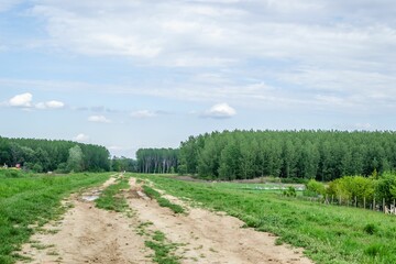 Obraz premium View of a dirty road leading to the green forest