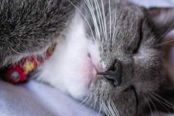 Cute little gray chartreux cat with long whiskers and fluffy fur sleeping on a cozy bed