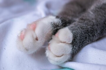 Closeup of the paw of a cute sleeping chartreux cat on a cozy bed