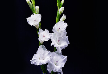 Nature, plant and white flowers in studio on black background for beauty, blossom and bloom. Spring aesthetic, wallpaper and gladiolus with leaf, petals and floral for decoration, botany and florist