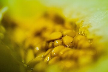 Closeup of the internal part of a melon fibres, seeds and pulp.