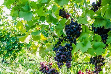 Vertical closeup shot of ripe black grapes growing on a tree at a vineyard