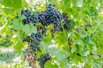 Closeup shot of ripe black grapes growing on a tree at a vineyard