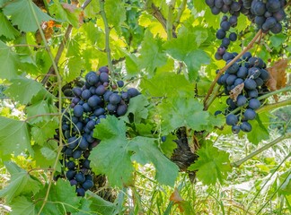 Closeup shot of ripe black grapes growing on a tree at a vineyard