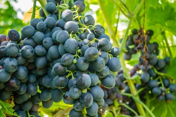 Closeup shot of ripe black grapes growing on a tree at a vineyard