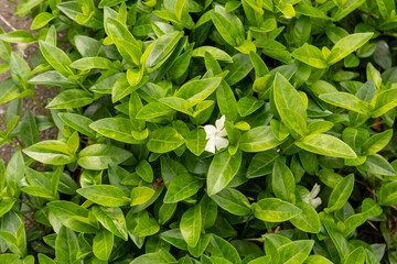 close up of green leaves with white flowers