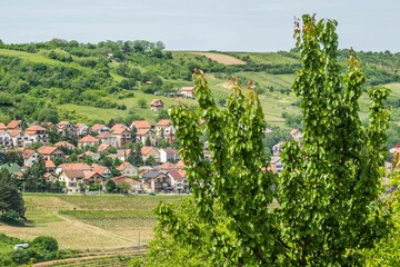 Panorama of the settlement of Sremski Karlovci from the mountain Fruska Gora near Novi Sad - obrazy, fototapety, plakaty